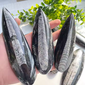 Fósiles de Trilobites al por Mayor, Piedra Sinijiao de Impacto Directo, Especímenes Arqueológicos, Fósiles Naturales del Fondo Marino, Piedras en Bruto para Decoración - Product Image 2