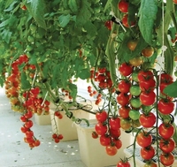 Grondloze Teelt Hydrocultuur Nederlandse Emmer Bato Hydrocultuur Teelt Planten In Emmers Voor De Teelt Van Fruitgroente