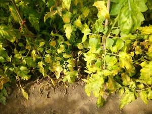 Fertilizante Jinxin para prevenir enfermedades fisiológicas Hojas amarillas Fruta malformada Sin frutos - Product Image 3