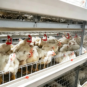 Cage à poulets <span class=keywords><strong>de</strong></span> chair à grande échelle, structure en acier à 3 couches, <span class=keywords><strong>type</strong></span> <span class=keywords><strong>A</strong></span>, pour bâtiment avicole - Product Image 4