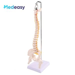 Modelo <span class=keywords><strong>de</strong></span> <span class=keywords><strong>columna</strong></span> <span class=keywords><strong>vertebral</strong></span> humana <span class=keywords><strong>de</strong></span> 45CM, modelo <span class=keywords><strong>de</strong></span> <span class=keywords><strong>esqueleto</strong></span> <span class=keywords><strong>de</strong></span> <span class=keywords><strong>columna</strong></span> <span class=keywords><strong>vertebral</strong></span> con pelvis para estudio <span class=keywords><strong>de</strong></span> exhibición <span class=keywords><strong>de</strong></span> enseñanza - Product Image 1