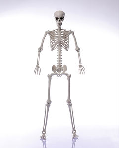 Изготовленный на заказ на заводе реалистичный пластиковый скелет в натуральную величину с подвижными суставами для декораций на Хэллоуин - Product Image 4