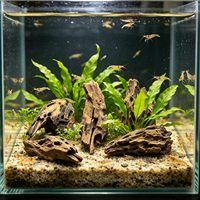 Bois flotté d'eau douce PKY, racine torsadée en nid d'abeille pour abri d'écrevisses, fournitures d'aménagement d'aquarium
