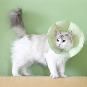 Lindo collar de poliéster y nailon sólido, suave y ecológico para perros, interactivo para morder, salud dental, para cachorros, para moler dientes, para mascotas. - Product Image 6