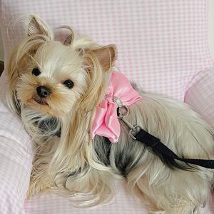 Arnés para perros Arnés ajustable suave para galgos Arnés para perros sin tirones Chaleco para mascotas con correa para perros - Product Image 2