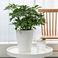 Pot de fleurs auto-arrosant pour bureau, en PP moulé par injection, avec indicateur de niveau d'eau, carré mat, pour intérieur, maison ou bureau