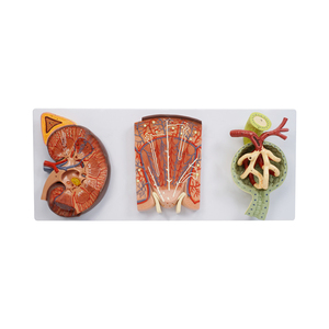 Nefronand renale modello di espansione Glomeruli 720x320x120(mm) SMD06442 - Product Image 5