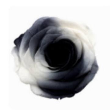 Degradado en Blanco y Negro