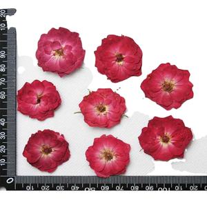 Fiori Pressati di <span class=keywords><strong>Rose</strong></span> per Resina Epossidica, Decorazione con Fiori Essiccati, Nuova Moda per Capodanno, Fiori e Ghirlande, Piante Vere, Alla Moda, 7-15 Giorni - Product Image 2