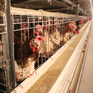 Presa di fabbrica di alta qualità automatico bevitore alimentatore pollame Farm automatico gabbia di strato di pollo con la raccolta automatica delle uova - Product Image 1