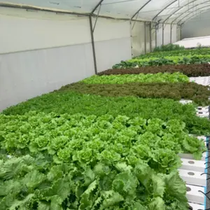 commercial aeroponics hydroponic nft channels best way for hydroponics growing systems for plant