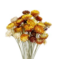 AE-007 Marguerite séchée naturelle préservée, longue durée, pour décoration de mariage et de Noël – Meilleure vente