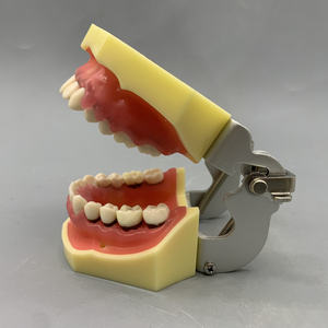 Oraal Model Voor Het Oefenen Van Parodontale Pathologie Tandheelkundige Calculusschaling - Product Image 3