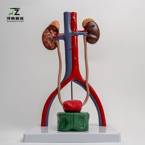 Modelo del Sistema Genitourinario, Molde Anatómico de Riñón para la Enseñanza Tridimensional de la Estructura Vesicoureteral - Product Image 2