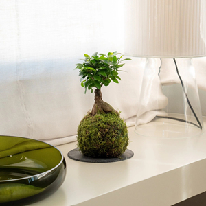 Estilo moderno <span class=keywords><strong>Ficus</strong></span> <span class=keywords><strong>Ginseng</strong></span> Kokedama - Product Image 6