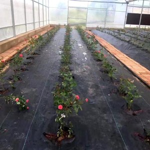 <span class=keywords><strong>Enon</strong></span> 2x100m 2% UV Biodegradable PP Película de mantillo Tela de paisaje Estera de jardín Barrera de malezas duradera - Product Image 2