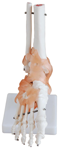 Modelo Anatómico de Pie y <span class=keywords><strong>Tobillo</strong></span> <span class=keywords><strong>Humano</strong></span> a Tamaño Real con Ligamentos, Modelo de <span class=keywords><strong>Esqueleto</strong></span> 1:1 para Enseñanza Médica y Educación del Paciente - Product Image 2
