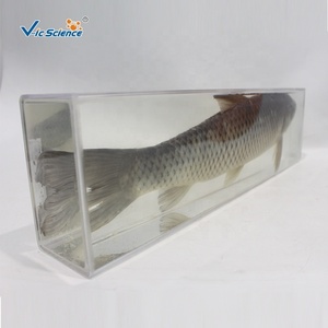 Especímen Anatómico de Carpa Césped Preservada para la Enseñanza de Zoología - Product Image 5