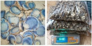 Compre Rodajas/Escamas de Cúrcuma Negra Seca de Primera Calidad, Hechas Naturalmente con Múltiples Usos, Rodajas/Escamas de Cúrcuma Negra - Product Image 4