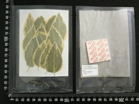 12 pièces/sac Feuilles d'euonyme dorées pressées, plantes botaniques