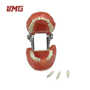 Modèle synthétique <span class=keywords><strong>de</strong></span> formation chirurgicale dentaire pour <span class=keywords><strong>la</strong></span> chirurgie buccale - Product Image 6