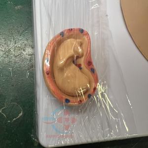 Modèle anatomique HC-S271, modèle d'organes humains sagittaux féminins pour l'école de médecine, modèle anatomique - Product Image 2