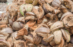 Molino <span class=keywords><strong>de</strong></span> viento palma <span class=keywords><strong>de</strong></span> fibra <span class=keywords><strong>de</strong></span> <span class=keywords><strong>coco</strong></span> <span class=keywords><strong>de</strong></span> trituración máquina <span class=keywords><strong>de</strong></span> extracción <span class=keywords><strong>de</strong></span> <span class=keywords><strong>coco</strong></span> <span class=keywords><strong>de</strong></span> fibra <span class=keywords><strong>de</strong></span> <span class=keywords><strong>coco</strong></span> máquina utilizada en Indonesia - Product Image 3