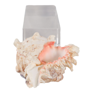 Scultura decorativa a forma di conchiglia su base di cristallo per decorazioni per la casa, figurina perfetta come complemento per bagno, ufficio o soggiorno - Product Image 6
