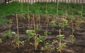 Plantación de poste de bambú para plantar árboles, postes de bambú Tonkin de jardín crudo recto/bastones/estacas/palo - Product Image 3