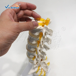 Modèle haute fidélité du sacrum et du coccyx ; démonstration de la courbure physiologique lombaire et sacrale ; orthopédique - Product Image 4