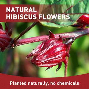 Tè alle Erbe <span class=keywords><strong>di</strong></span> Ibisco e Roselle Fermentato Puro, Regalo Natalizio Più Efficace e Venduto - Product Image 5