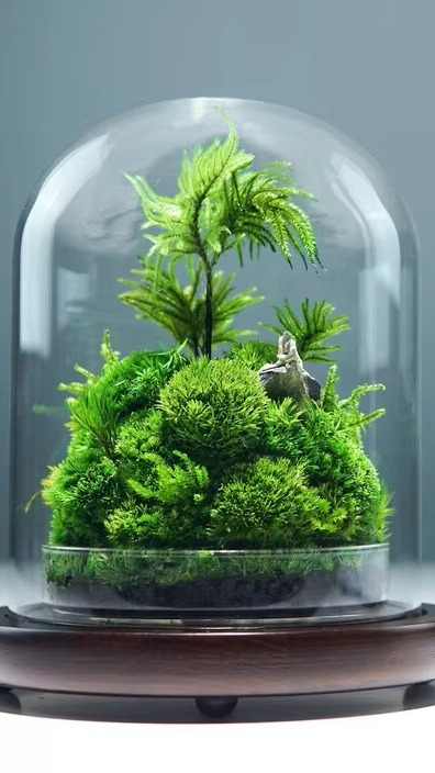 Preserved Moss Terrariums Kit air Plants Terrarium Geometric Indoor Plant  Glass Terrarium Natural Moss