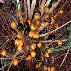 GMP standar kualitas tinggi melihat Palmetto makanan asam lemak <span class=keywords><strong>Serenoa</strong></span> pena bubuk berbasis buah Halal bersertifikat air diekstrak Drum - Product Image 3