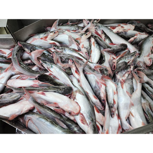 Pangasius Entier Congelé IQF 300-500g – Vente Chaude pour l'Exportation de Fruits de Mer sur le Marché Asiatique - Product Image 3