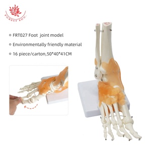 Modelo de Anatomía de la articulación del pie FRT027 <span class=keywords><strong>tobillo</strong></span> de PVC de tamaño real incluye ligamento hueso <span class=keywords><strong>humano</strong></span> recurso de enseñanza anatómica - Product Image 4