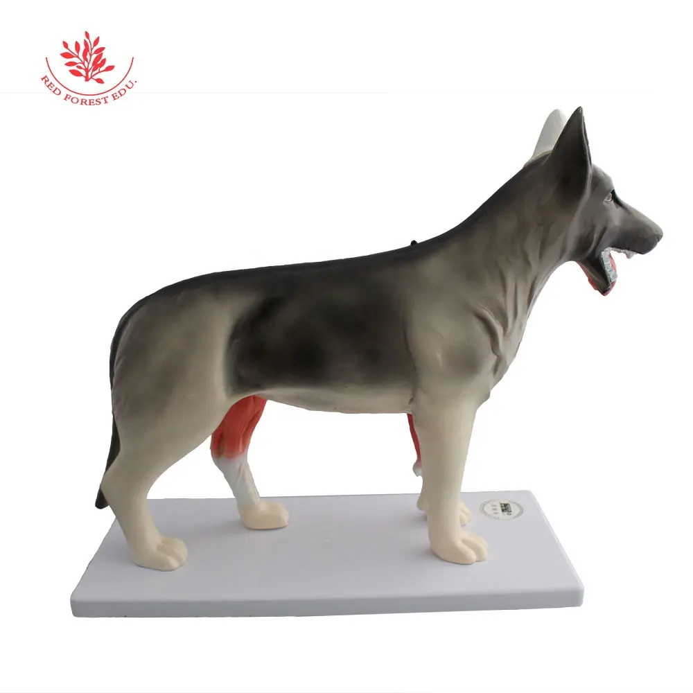 Hund Anatomisches Modell Interne Orgel Abnehmbare Herz Leber Magen Lunge Niere kann Ganzkörper Hund Figur herausnehmen