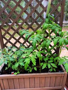 Aivituvin Maceta con <span class=keywords><strong>enrejado</strong></span> Cama de jardín elevada Caja de jardín grande <span class=keywords><strong>para</strong></span> exteriores <span class=keywords><strong>para</strong></span> paneles de celosía <span class=keywords><strong>vertical</strong></span> de pie de flores - Product Image 6