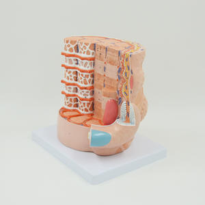 Maniquí Anatómico de PVC con Fibra Reticular, Modelo de Enseñanza de Fibra Muscular Esquelética Ampliada para Uso Hospitalario - Product Image 4