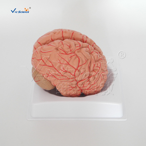 Modello Anatomico di Vene Cerebrali Umane a Grandezza Naturale, 2 Parti, Modello di Testa in Plastica <span class=keywords><strong>per</strong></span> Formazione in Scuole e Ospedali, Vic Science Model - Product Image 4