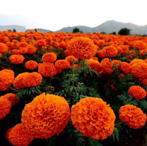 Polvo de Caléndula de Grado Alimenticio, Polvo de Tagetes, Suplementos Nutricionales, Polvo de Flor de Caléndula, Luteína Esterificada de Alta Pureza - Product Image 3