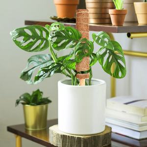 Poste de Musgo de 16 Pulgadas, Fibra de Coco, Productos para Jardín Interior, Soporte para Plantas Trepadoras, Poste de Musgo - Product Image 3