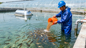 La taurina aditiva para piensos para mascotas protege la retina, mantiene la función cardíaca, suplementos nutricionales para gatos y perros - Product Image 4