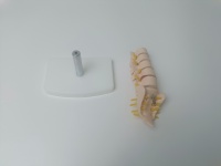 Modelo Anatómico Humano de Columna Vertebral con Vértebras Lumbares, Sacro y Coxis, y Hernia Discal, Tamaño Real, para Enseñanza Médica