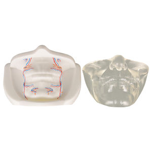 Modèle anatomique féminin transparent <span class=keywords><strong>du</strong></span> <span class=keywords><strong>visage</strong></span> inférieur avec des vaisseaux sanguins pour le modèle facial de formation d'<span class=keywords><strong>injection</strong></span> - Product Image 6