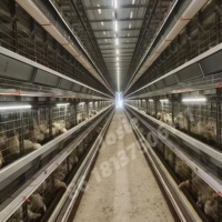 Offre Spéciale 10000 poulets batterie Cage poules pondeuses ferme avicole 3/4 niveaux automatique 96/120/128/160 oiseaux pondeuse poulet Cage