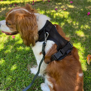 Ensemble de laisse, collier et porte-sac à déjections canines en PVC, personnalisable avec logo, de luxe, anti-traction et imperméable, pour l'entraînement des chiens - Product Image 2