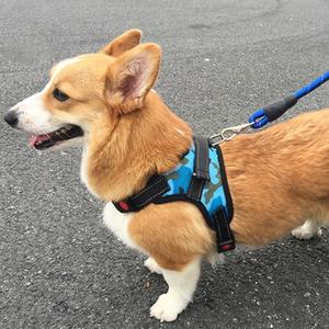 Ayarlanabilir moda naylon köpek koşum rahat nefes yansıtıcı hiçbir çekme şok yelek koşum köpekler ve kediler için - Product Image 5