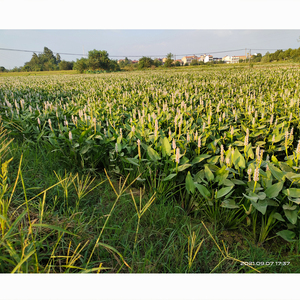Planta Acuática White Pickerelweed - Apta para Estanques <span class=keywords><strong>de</strong></span> Jardín e Invernaderos - White Pickerelweed - Product Image 4