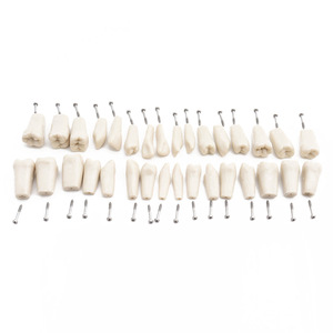 <span class=keywords><strong>Modelo</strong></span> Dental <span class=keywords><strong>Estándar</strong></span> 32 con Dientes Desmontables para Enseñanza y Entrenamiento en Ciencias Médicas con Destornillador CE/ISO - Product Image 5