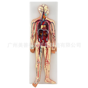 Modelo del sistema circulatorio humano, circulación pulmonar, intervención cardiovascular, anatomía cardíaca, arterias, venas, nervios - Product Image 3